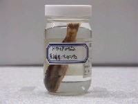 藏品(綠錦魚)的圖片